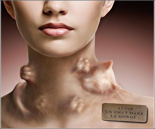 Chat ou grenouille, quelle est la différence?