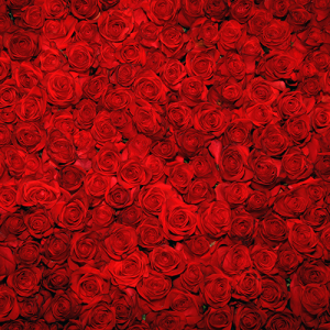 Expression idiomatique – Bed of roses